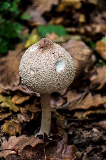 Mushrooms plant in autumn in the forest in view