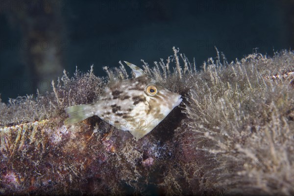 Brown filefish