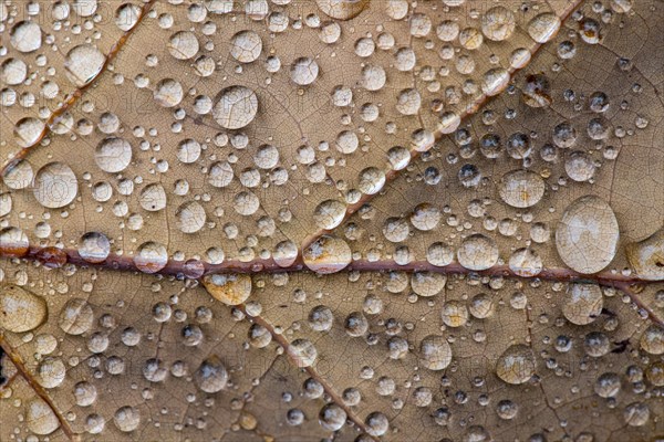 Water drop on leaf