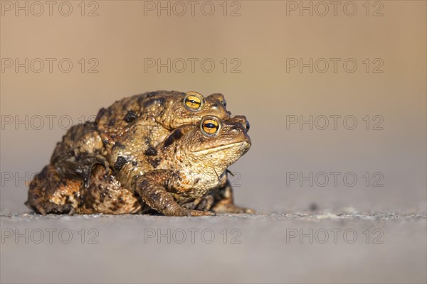 Female common toad