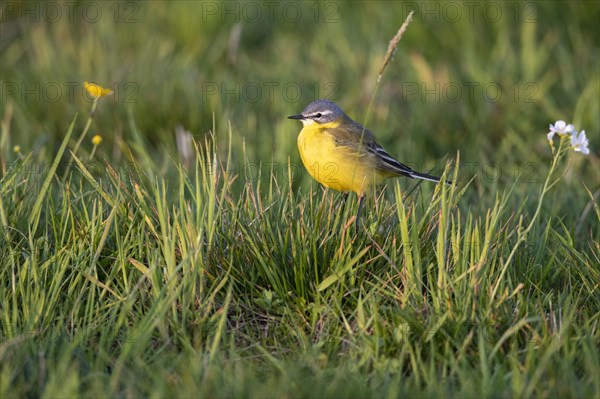 Western yellow wagtail