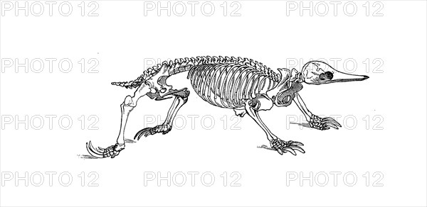 Skeleton of the spiny hedgehog