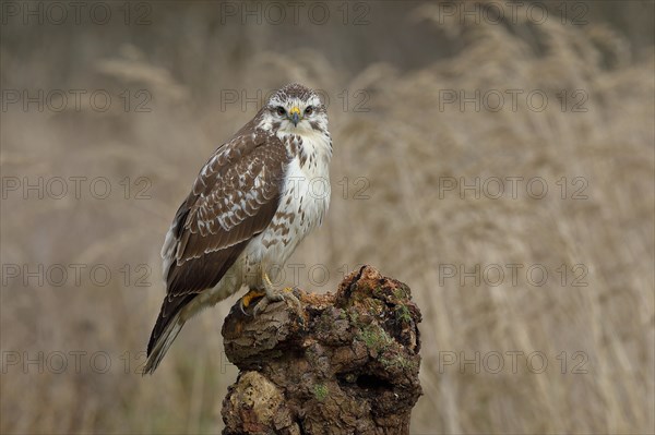 Common steppe buzzard