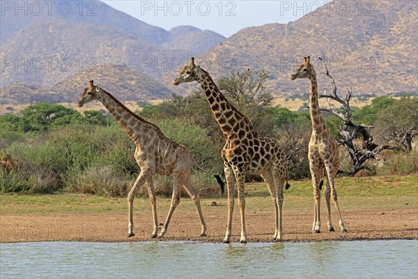 Southern giraffe