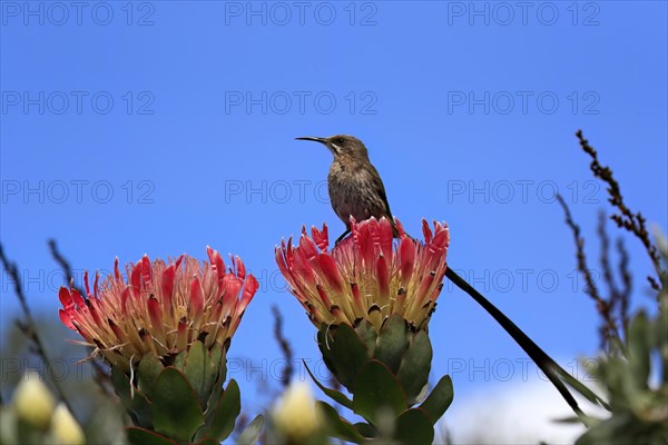 Cape sugarbird