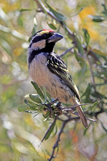 Acacia pied barbet