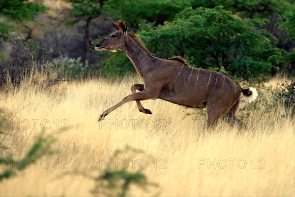 Zambezi greater kudu