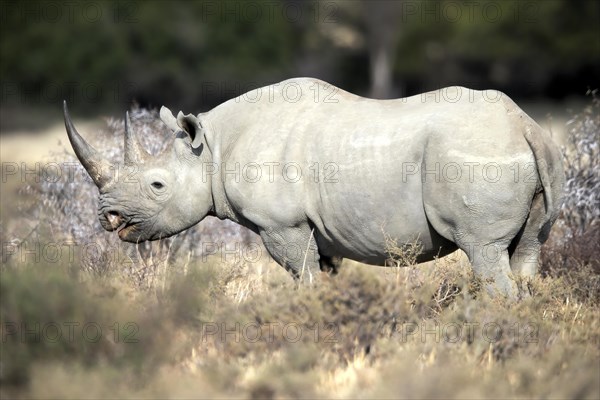 Black rhinoceros