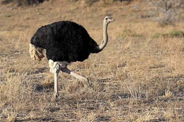 South African ostrich