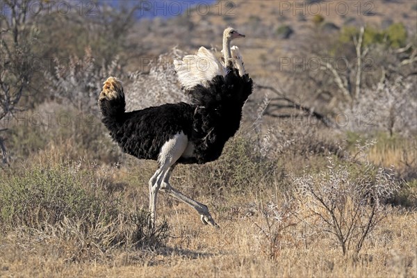 South African ostrich