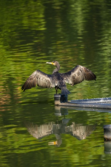 Great cormorant