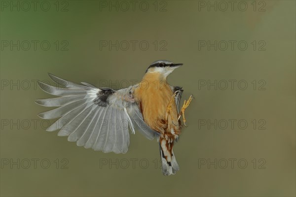 Eurasian nuthatch