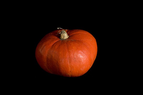 Colorful pumpkin on a black background. In studio