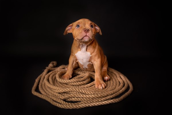 Puppy American Pit Bull Terrier sitt on a jute cord on black background in studio