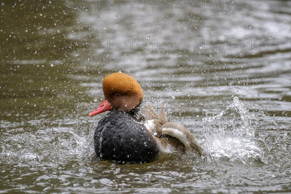 Red-crested Pochard