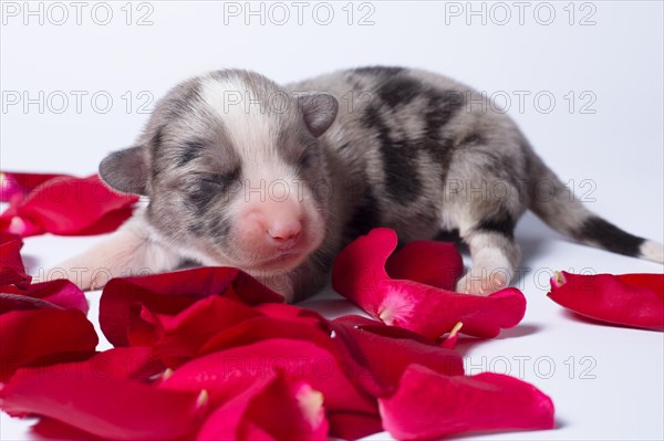 Ten days old puppies of the Welsh Corgi Pembroke