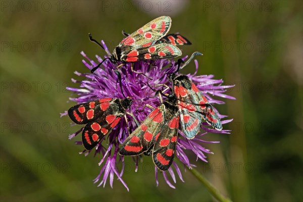 Sainfoin widow four moths with closed wings sitting on purple flower different vision