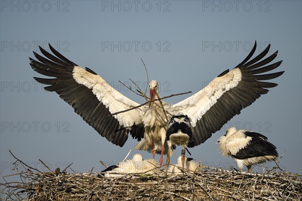 White Stork