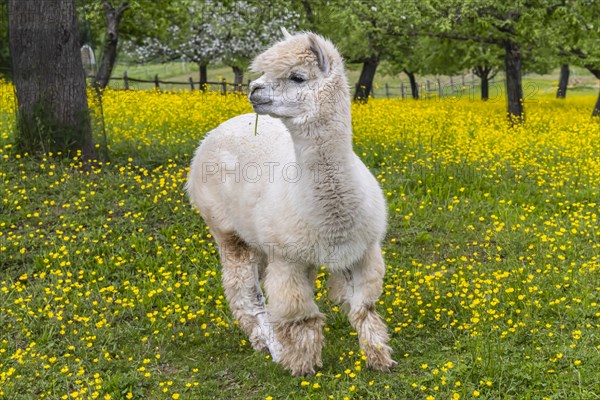 Alpaca