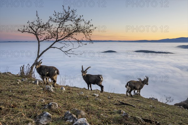 Alpine ibex