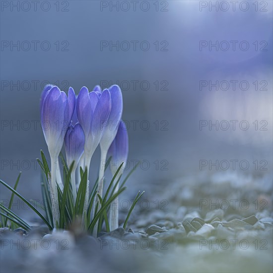 Purple spring crocus