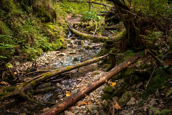 Wooden ladders over the stream in the gorges of the Slovak Paradise. Slovakia