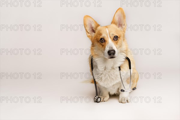 A cute pembroke Welsh Corgi dog sits with a stethoscope around his neck. Studio