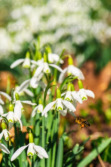 Bee and Snowdrop