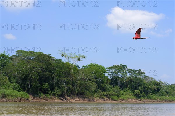 Red-and-green Macaw