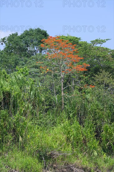 Amazon Tropical rain Forest with Pink Ipe Tree
