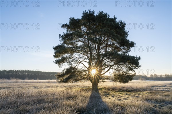 Scots pine