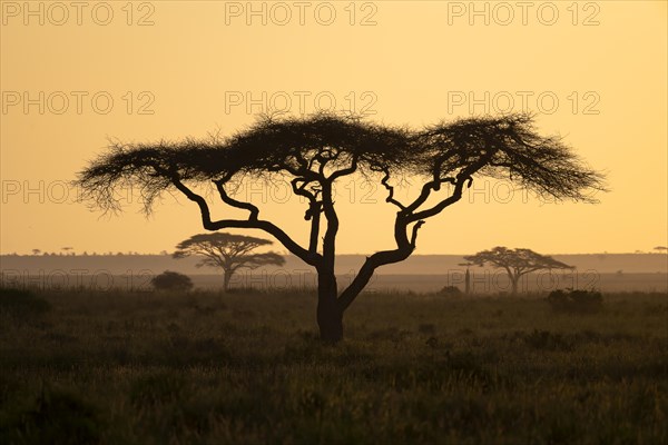 Umbrella thorn acacias