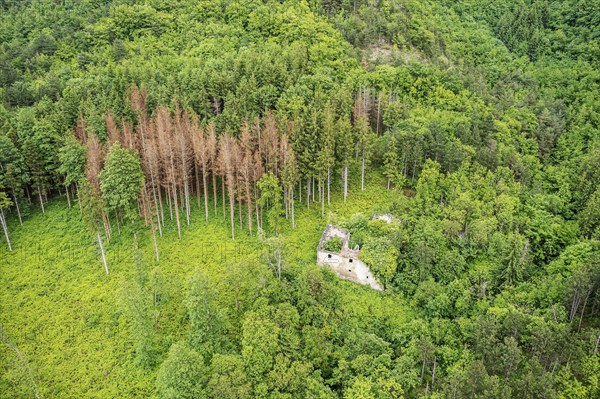 Forest area with dying conifers