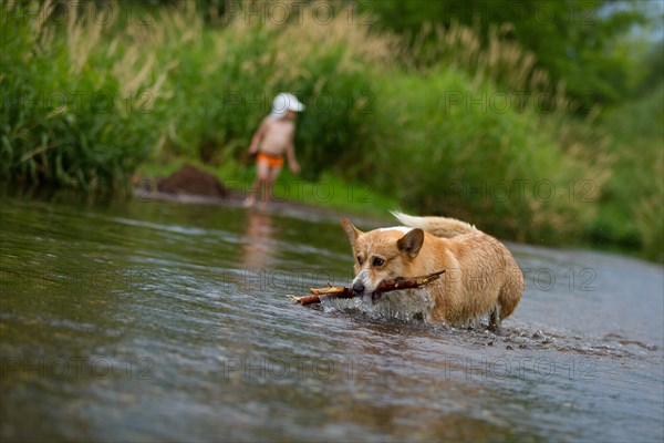 Corgi dog running on water in river a catching stick. Summer