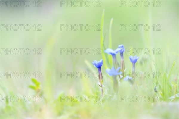 Spring gentian