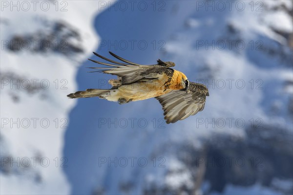 Bearded vulture