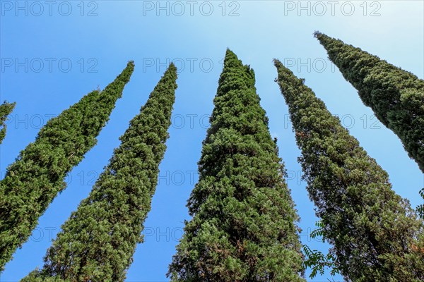 Cypreast trees in the nature background