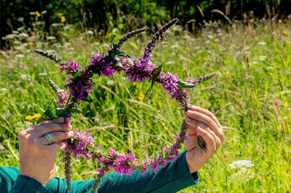 Blooming beautiful colorful wild flowers in Artvin highland