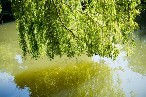 Background of green water texture in the pond