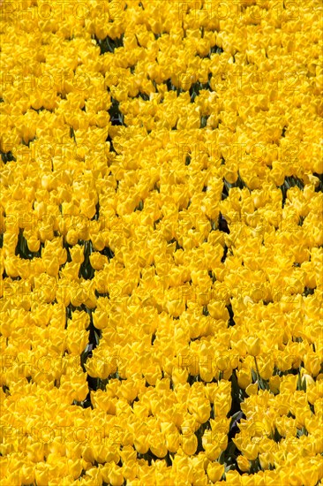 Colorful tulip flowers as a background