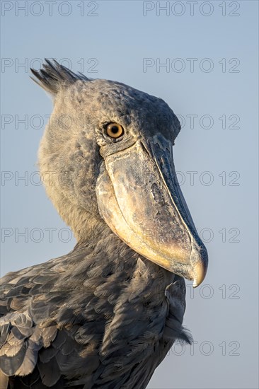 Shoebill