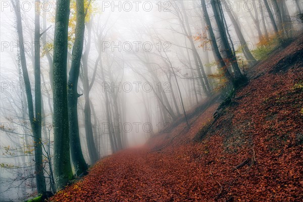 Autumn leaves on forest path