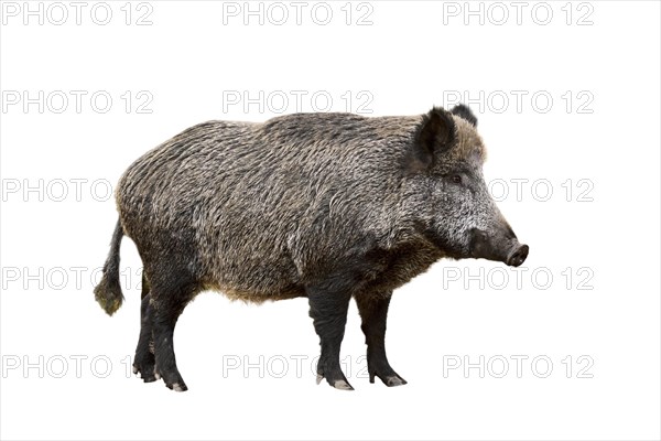 Wild boar