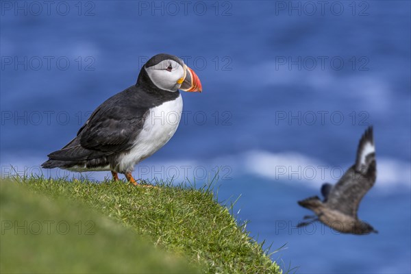 Atlantic puffin