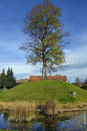 Die Motte