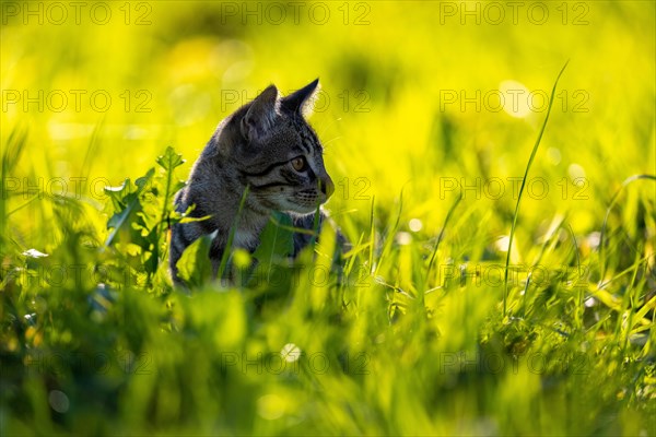 European domestic cat