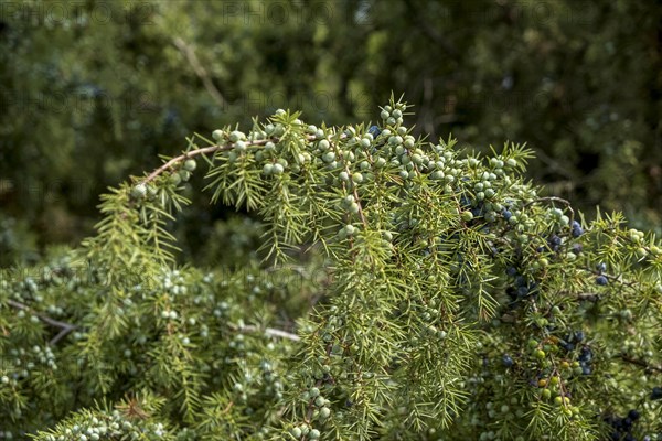 Common juniper