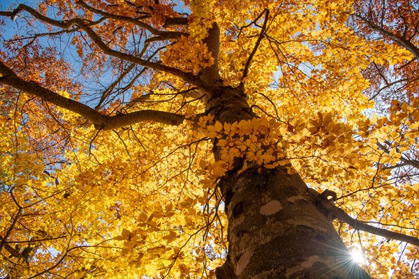 Light-flooded autumn forest