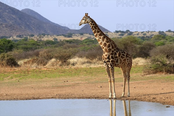 Southern giraffe