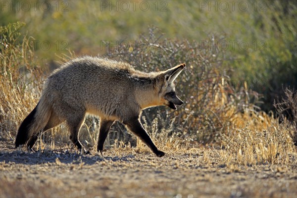 Bat-eared fox